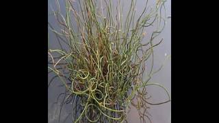 Juncus effusus [upl. by Catherine]