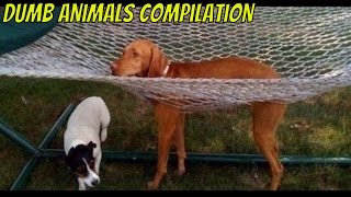 Dumb Animals Compilation [upl. by Sullecram875]