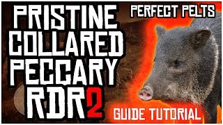 HOW TO FIND PRISTINE COLLARED PECCARY HOGS AND GET PERFECT PELTS IN RED DEAD REDEMPTION 2 [upl. by Ecidnarb]