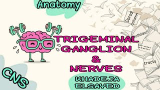 ✅✅TRIGEMINAL GANGLION [upl. by Aivartal]