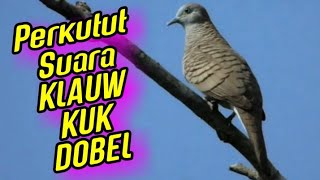 Karakter Suara perkutut LOKAL Tuban KLAOW Super NgeBass Menghentak ‼️ Yg Jadi Buruan [upl. by Livvy]