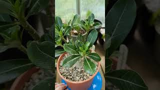 Adenium multiflorum 🌱 fromseed garden gardening greenhouse plants nature caudex succulents [upl. by Vonnie]