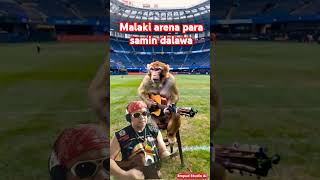 Malaki arena para samin dalawa monkey guitar love [upl. by Brandes]