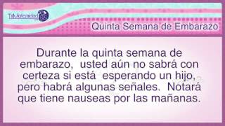 Embarazo Semana a Semana  Quinta Semana de Embarazo [upl. by Rawdon]