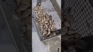 Top Techniques for Catching Crabs at the Beach [upl. by Javed]