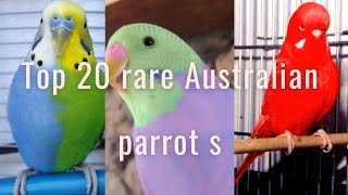 Top20 rare Australian parrots  Most beautiful Australian parrot [upl. by Adnot]