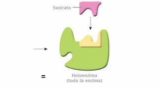 Cofactores enzimáticos primera parte [upl. by Mojgan]