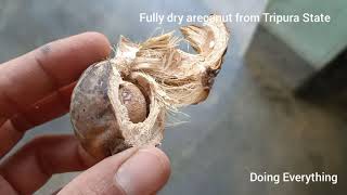 Fully dry supariarecabetel nut business Highly profitable business Huge volume margin [upl. by Nerrat824]