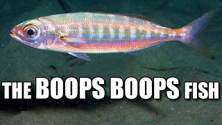 Bogue Facts the BOOPS BOOPS Fish 👁️ Animal Fact Files [upl. by Llehcor785]