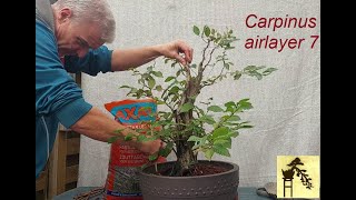 Carpinus airlayer 7 [upl. by Nitsid659]