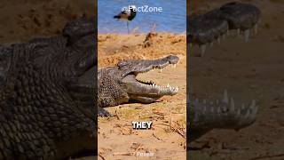 Why You Should Never Underestimate A Saltwater Crocodile 🐊 [upl. by Sonahpets]