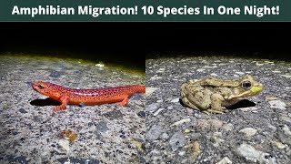 10 Species of Amphibians in One Night 20 Red Salamanders Herping West Virginia and Maryland [upl. by Aubrette]