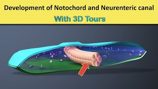 Notochord formation  Neurenteric Canal  3D tour of Notochord amp Neurenteric Canal [upl. by Ordnasil611]