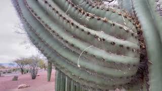 🌵Saguaro of the Day🌵 quotHES STILL TALKING 😦🙄quot By The Sahuarita Walking Trail [upl. by Rhee521]