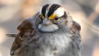 Whitethroated sparrow call  song  sounds [upl. by Llenrap]