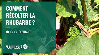 TUTO Comment récolter ma rhubarbe   Jardinerie Gamm vert [upl. by Ylenaj]