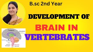 Development of Brain in Vertebrates BSc Development of Human BrainOrganogenesis of Human Brain [upl. by Drews]