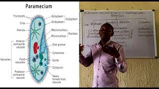 Protozoa part 1 [upl. by Kenji]