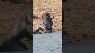 WILD HERO Hippo Saves Antelope From Crocodiles Deadly Grip [upl. by Fabrianne]