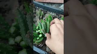 How to grow caralluma or chung garden gardening [upl. by Profant]