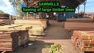 SAWMILLS Sawing of large timber trees [upl. by Reinaldos]