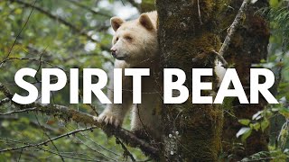 Spirit Bear in The Great Bear Rainforest [upl. by Isnyl667]