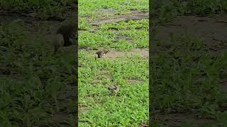 Blackcollared starling Birds beautifulbird birds birdsounds bird nature birdsoun myna [upl. by Ignacia]