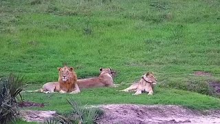 Lions MumF70 Greedy and Astarte rest Tembe Nov 4 2022 1 PM SAST exploreorg [upl. by Leemaj251]