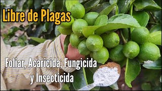 Potente Fungicida FOLIAR Acaricida e Insecticida  Producción Libre de Plagas [upl. by Marentic422]