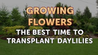 The Best Time to Transplant Daylilies [upl. by Adnaluoy]