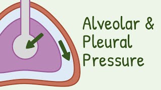 Alveolar Pressure and Pleural Pressure [upl. by Bjorn590]