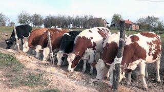 OSLONAC KOLUBARE  DOMAĆINSTVO ŽUJOVIĆ [upl. by Rakel]