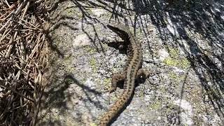 Podarcis muralis  Lagartija roquera  Common wall lizard [upl. by Neema]