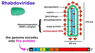 Rabies Genus Lyssavirus [upl. by Zinah449]