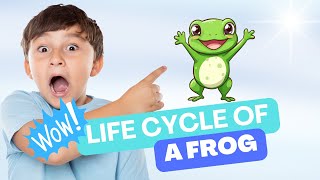 Frog Life Cycle  Stages of a Frog  Metamorphosis [upl. by Forkey386]