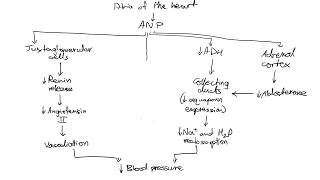 The Atrial Natriuretic Peptide Cascade [upl. by Husha922]