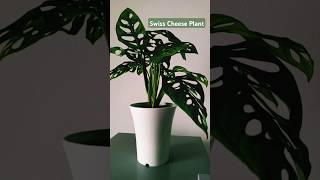 Swiss Cheese Plant swiss cheese plants monstera adansonii [upl. by Holsworth]