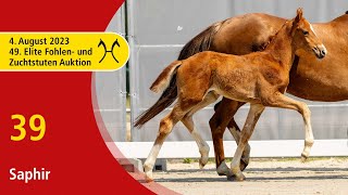 49th Verden Elite Foal OnLiveAuction Aug 4th No 39 Saphir by Secret  Sir Donnerhall I [upl. by Atirres]