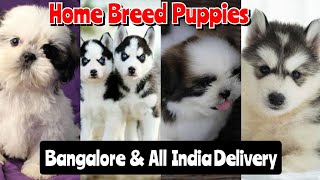 Home Breed Dogs For Sale in Bangalore 👍 All Over India Delivery 🚚 Order From Home 📞 [upl. by Leihcey130]