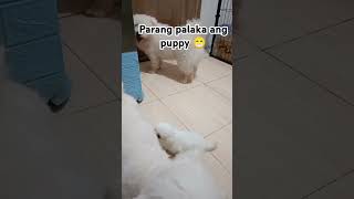 Di makalakad ang puppy [upl. by Jedthus]