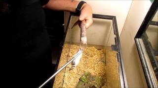 force feeding a gaboon viper episode 58 [upl. by Godber]