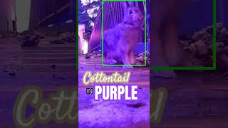 On the Boardwalk Cottontail in Purple cottomtail rabbit wyze purple ontheboardwalk [upl. by Neeven6]