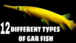 Types of gar fish  Florida gar  Alligator gar  Spotted Gar  Cuban gar fish [upl. by Merilee]