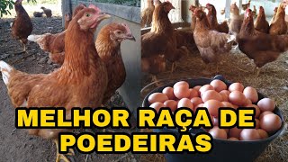 Qual a melhor raça de galinhas poedeiras  como iniciar uma criação de galinhas pathy vida na roça [upl. by Pinckney12]