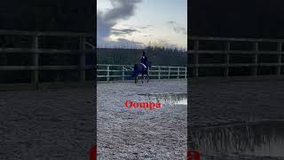 Oompa loompa horse horsey equestrian equestriangirl horseriding equestrianvibes canter [upl. by Kiran]