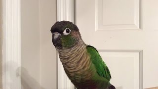 Green Cheek Conure Making Noises [upl. by Ames]