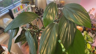 Rhaphidophora decursiva  Fast grower and easy indoor houseplant [upl. by Lyred]