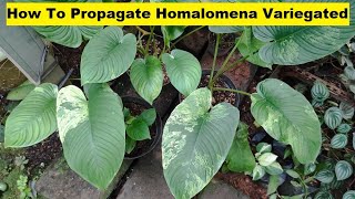 Homalomena Sp Borneo Variegated Propagation  How To Propagate Homalomena Ornamental Plants [upl. by Nyrrek]