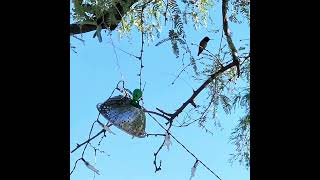 hummingbird checking out the ufo guy [upl. by Anairb]