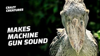 Shoebills Sound Like Machine Guns [upl. by Zerep]